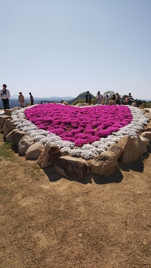 世羅芝桜0028.jpg