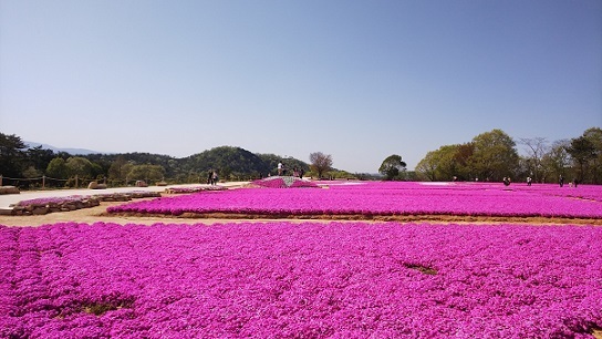 世羅芝桜0031.jpg