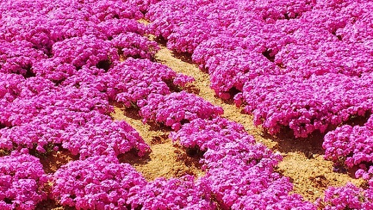 世羅芝桜0053.jpg