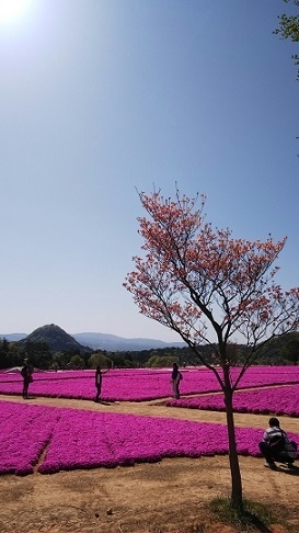世羅芝桜0057_HORIZON.jpg