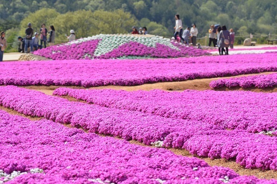 世羅芝桜7190.jpg