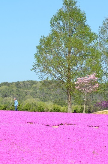 世羅芝桜7223.jpg