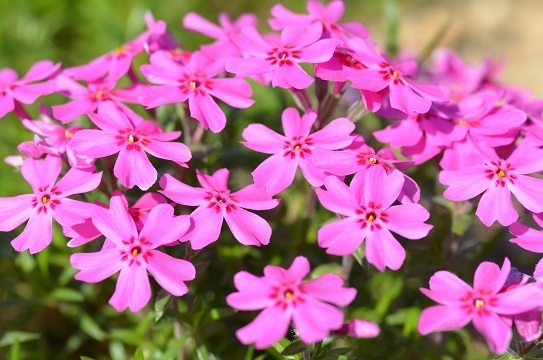 世羅芝桜7232.jpg