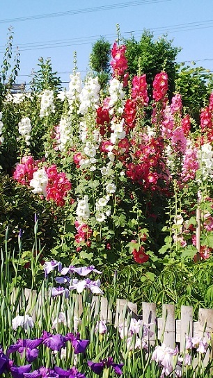 住友花菖蒲園0423.jpg
