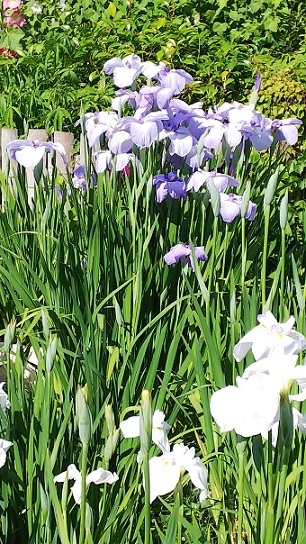 住友花菖蒲園0424.jpg