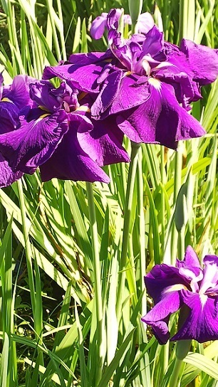 住友花菖蒲園0426.jpg