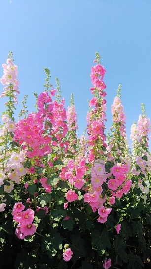 住友花菖蒲園0430.jpg