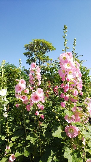 住友花菖蒲園0432.jpg