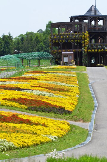 備北丘陵公園の花風景1772.jpg