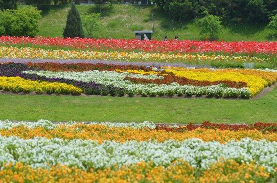 備北丘陵公園の花風景1838.jpg