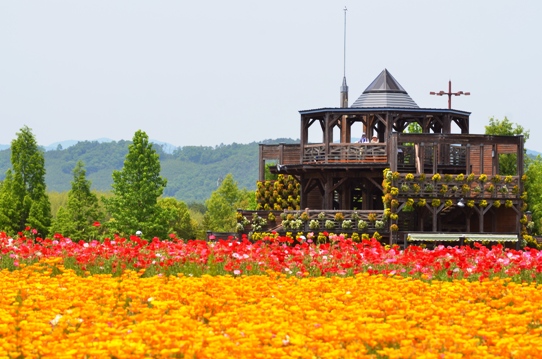 備北丘陵公園の花風景1910.jpg