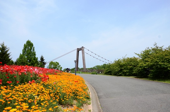 備北丘陵公園の花風景1916.jpg