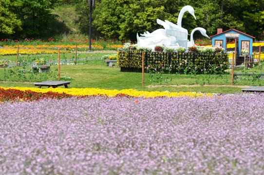 備北丘陵公園の花風景1950.jpg