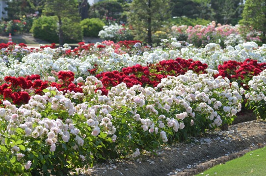 初夏のバラ園4929.jpg
