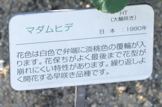 初夏のバラ園・マダムヒデ4885.jpg