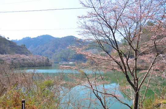 北房ダムの桜0177.jpg