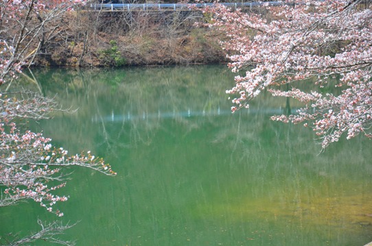 北房ダムの桜0178.jpg