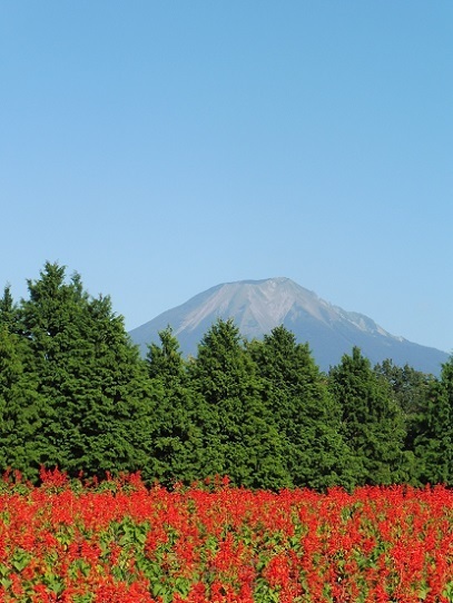 大山とサルビア1300394.jpg