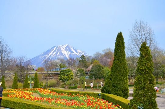 大山とチューリップ0712.jpg