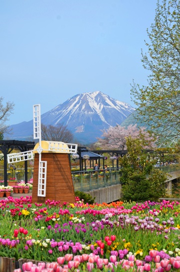 大山とチューリップ0763.jpg
