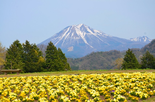 大山とビオラ0658.jpg