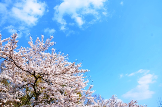 天上山の空と桜1187.jpg