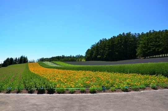 富良野4747.jpg