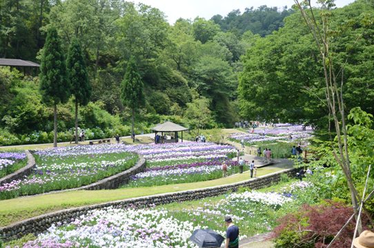 山崎花菖蒲園2624.jpg