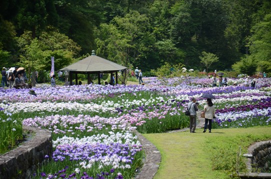 山崎花菖蒲園2629.jpg