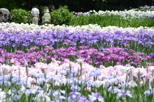山崎花菖蒲園2675.jpg