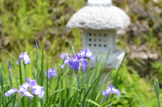 山崎花菖蒲園2686.jpg