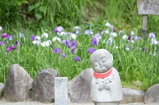 山崎花菖蒲園2713.jpg