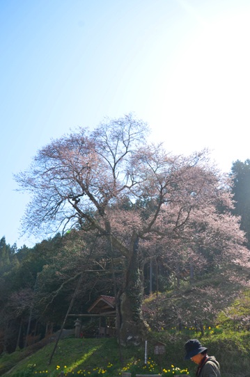 岩井畝大桜0115.jpg