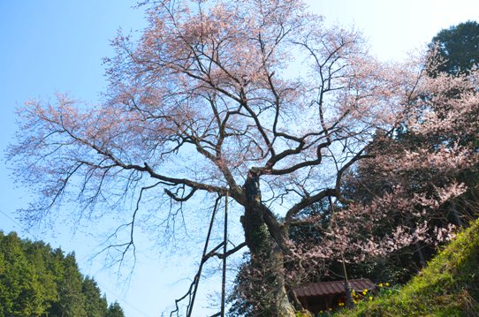 岩井畝大桜0119.jpg