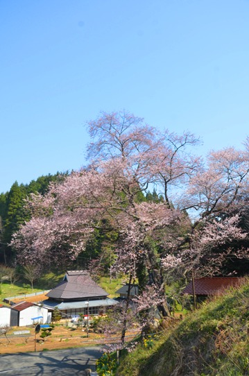 岩井畝大桜0124.jpg