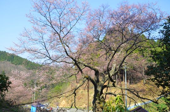 岩井畝大桜0129.jpg