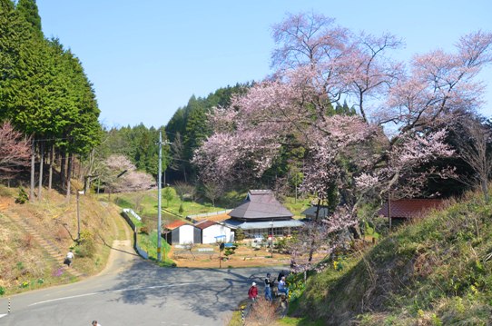 岩井畝大桜0132.jpg