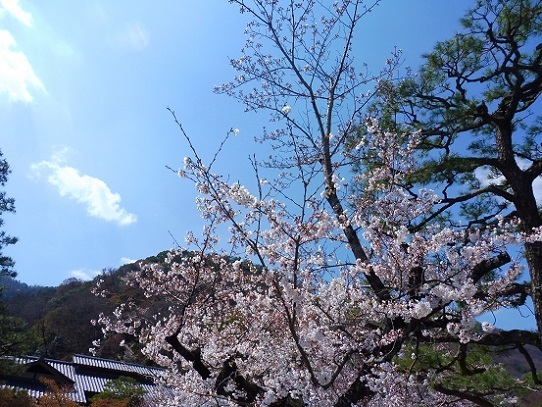 嵐山1390214.jpg