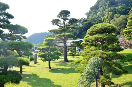 庭園の松1778.jpg