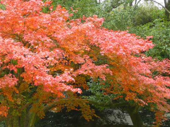 後楽園の紅葉1050282.jpg