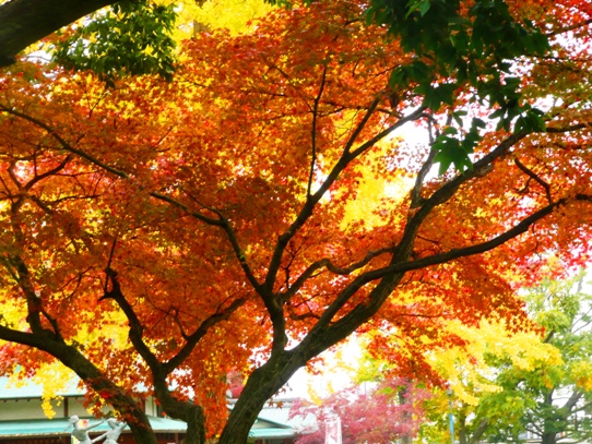 後楽園の紅葉1050287.jpg
