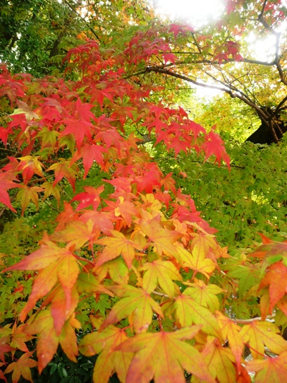 後楽園の紅葉1050361.jpg