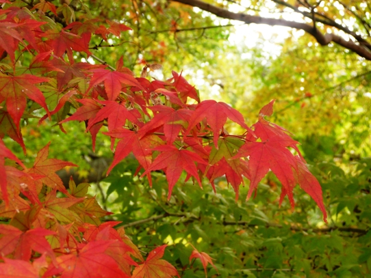 後楽園の紅葉1050365.jpg