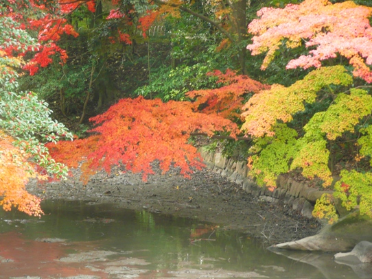 後楽園の紅葉1050387.jpg