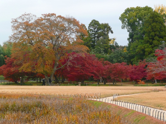後楽園の紅葉1050402.jpg