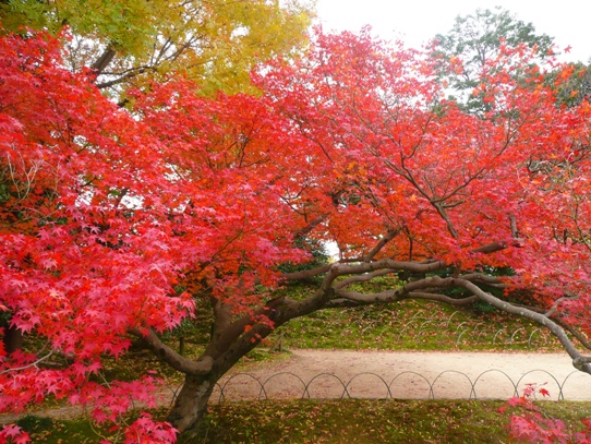 後楽園の紅葉1050409.jpg