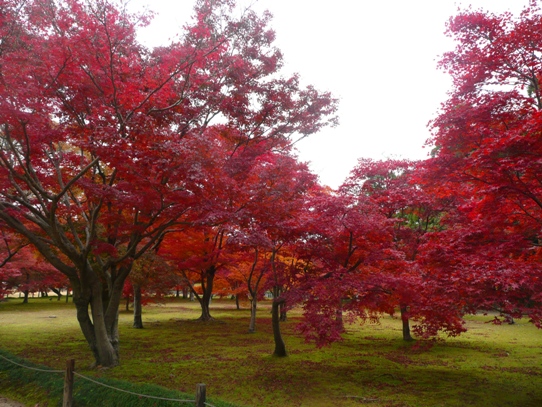 後楽園の紅葉1050421.jpg