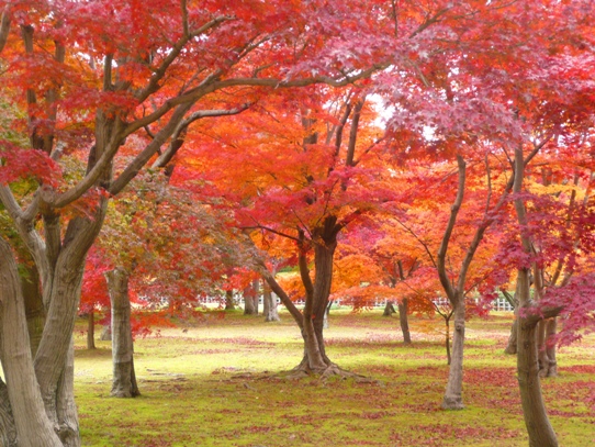 後楽園の紅葉1050425.jpg