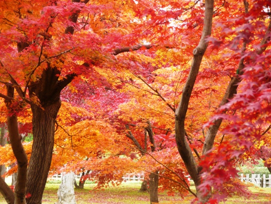 後楽園の紅葉1050428.jpg