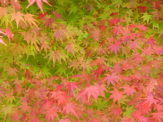 後楽園の紅葉1050444.jpg